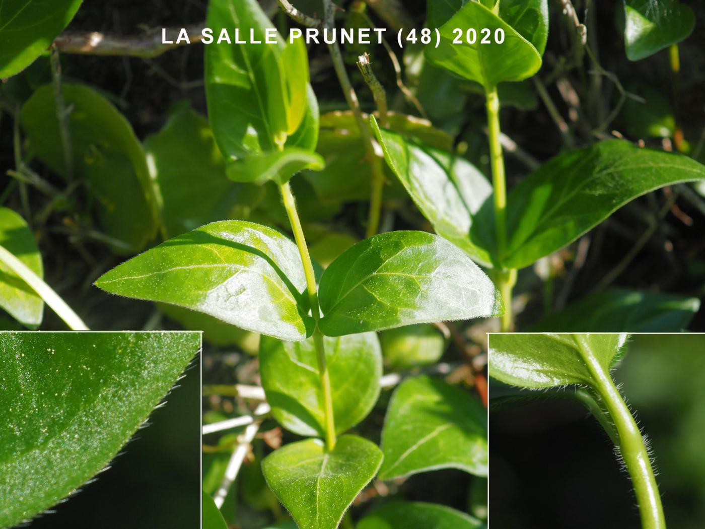 Periwinkle, Greater leaf